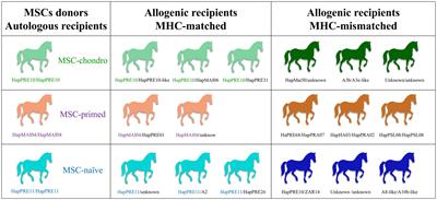 The systemic cellular immune response against allogeneic mesenchymal stem cells is influenced by inflammation, differentiation and MHC compatibility: in vivo study in the horse